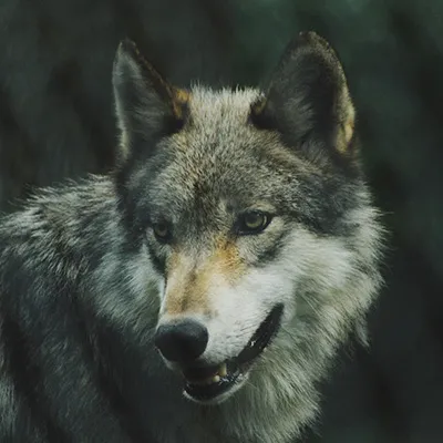 lobo